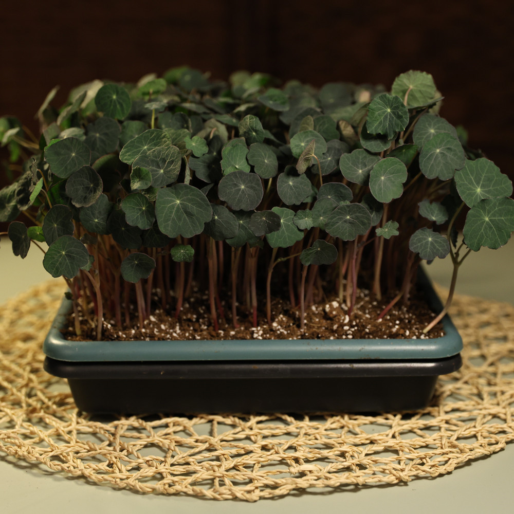 nasturtium-empress-c3d-b9.jpg