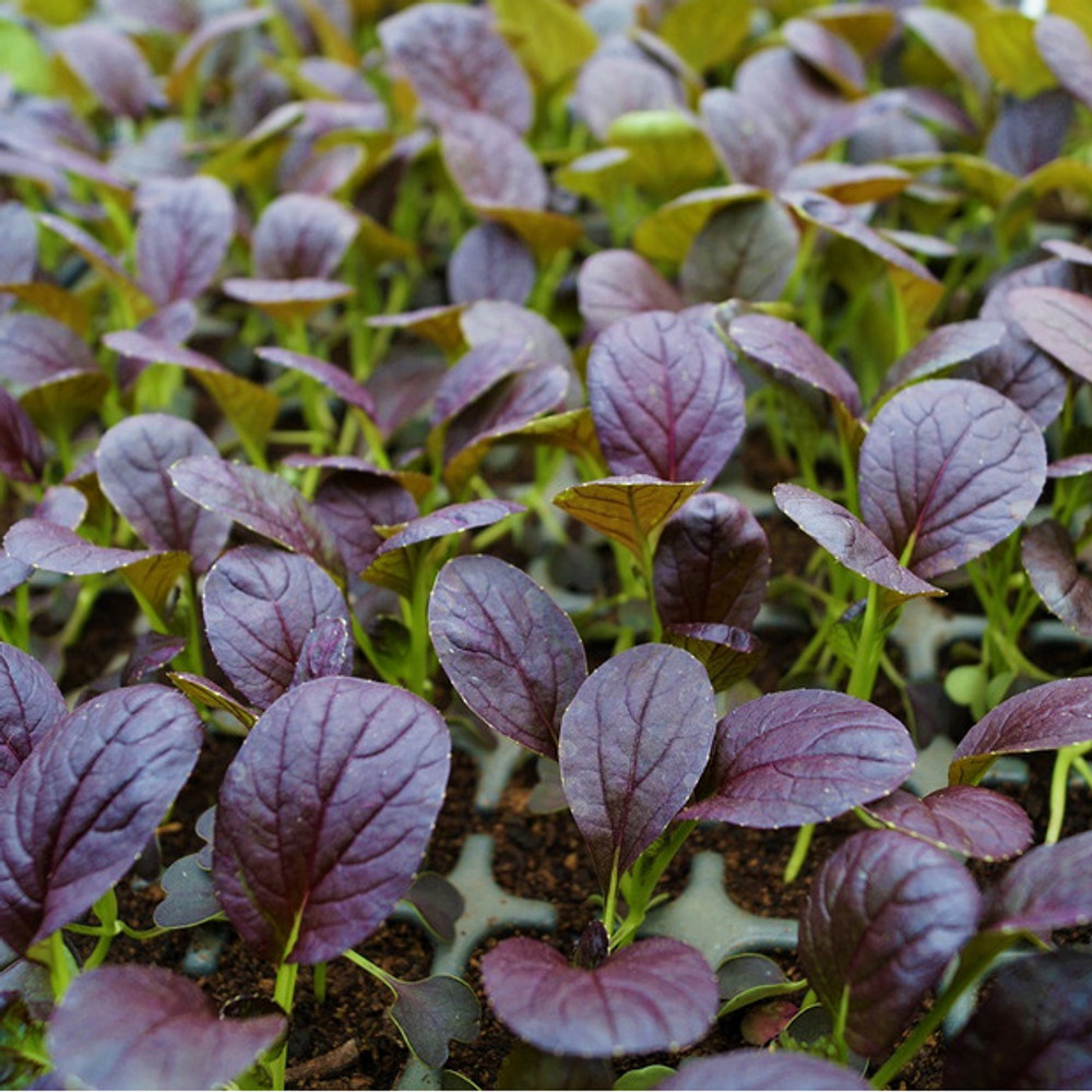 purple-pak-choi-3-47dc.jpg