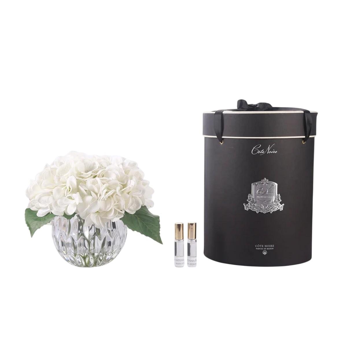 Cote Noire - Ortanca Fil Dişi Koku