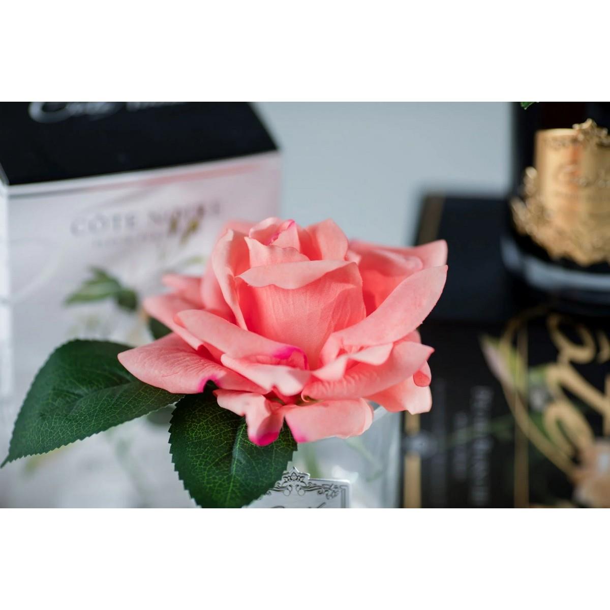 Cote Noire - Tek Güllü Şeftali Koku