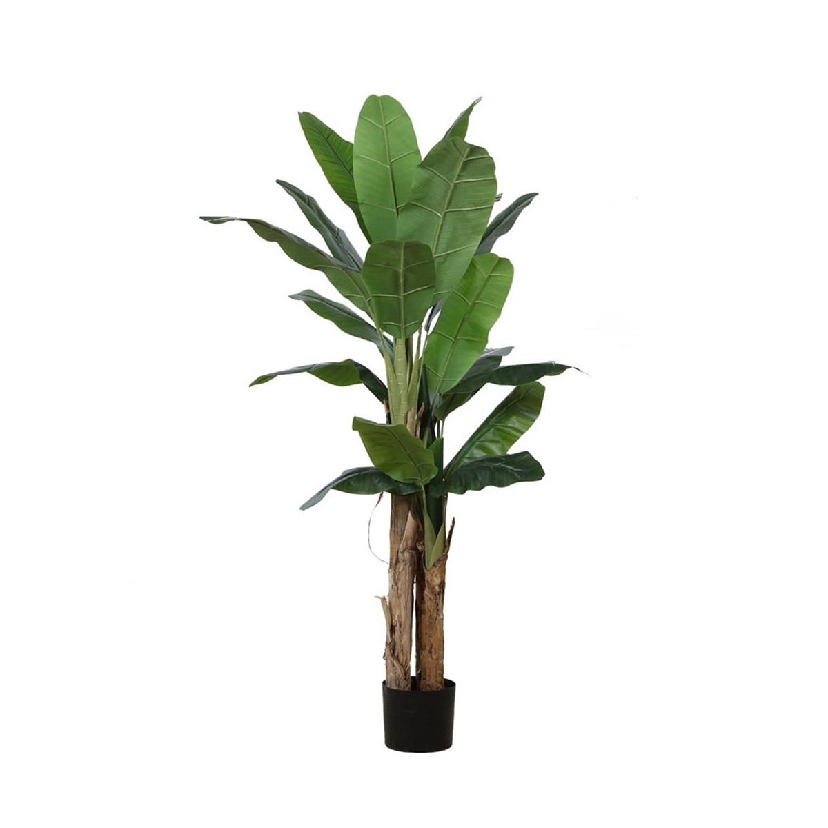Hk - Muz Ağacı 290 cm