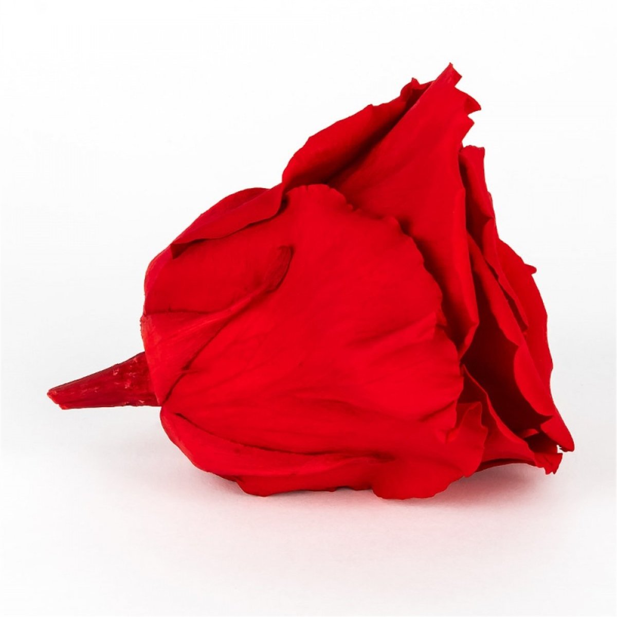 Rose & Amor - Solmayan Gül Kırmızı