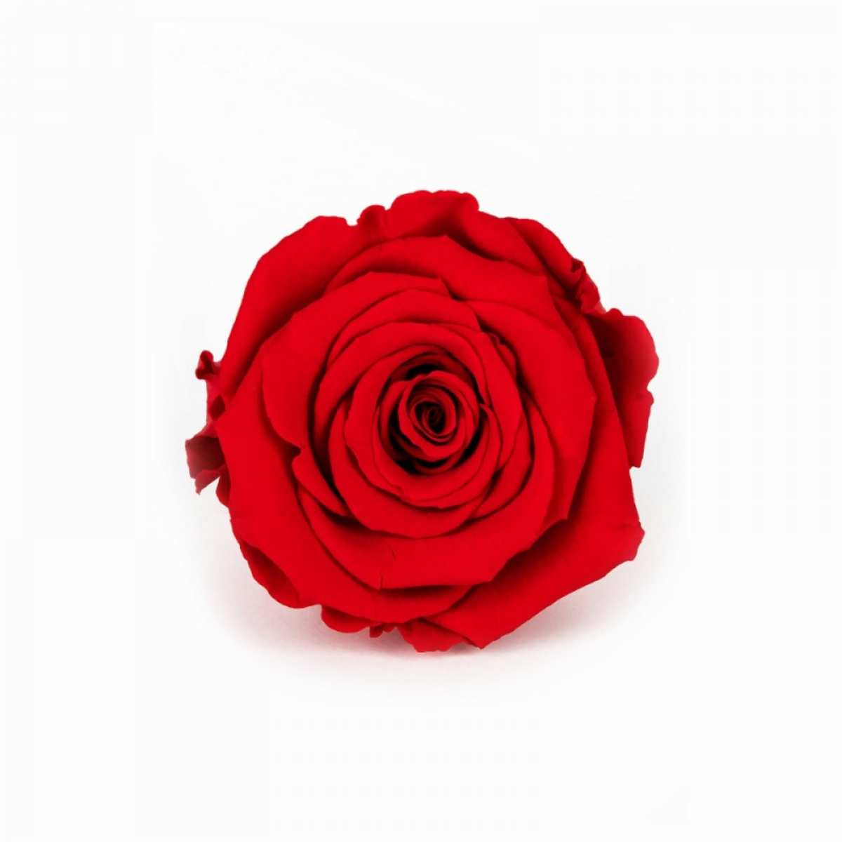 Rose & Amor - Solmayan Gül Kırmızı