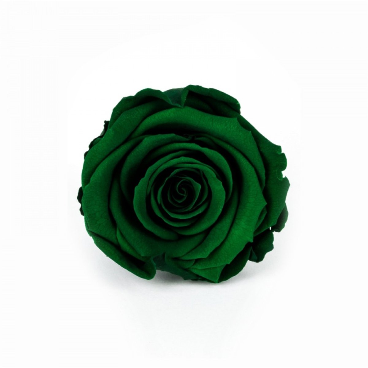 Rose & Amor - Solmayan Gül Koyu Yeşil