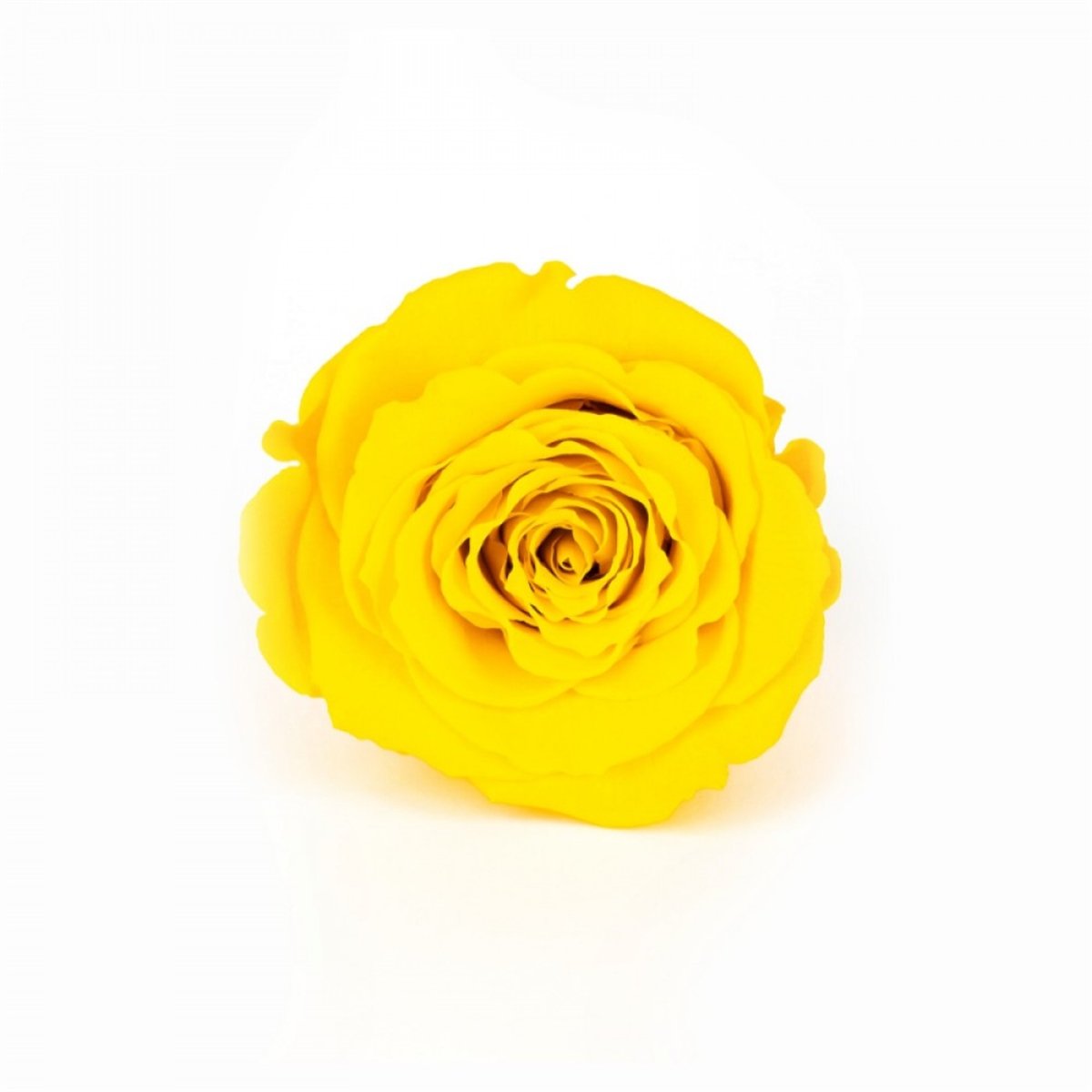 Rose & Amor - Solmayan Gül Sarı