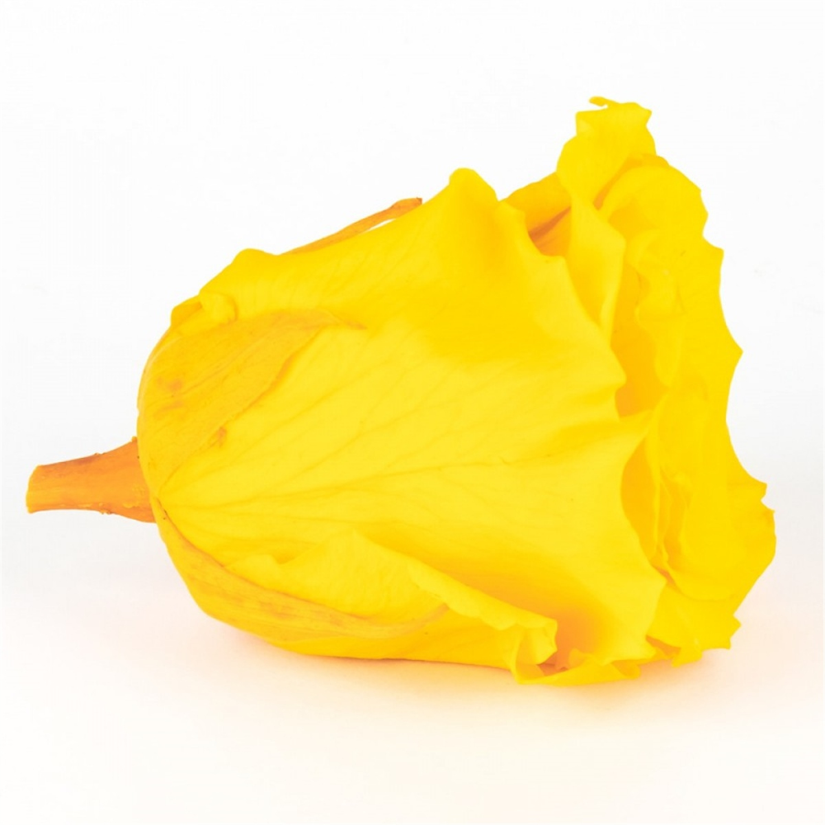 Rose & Amor - Solmayan Gül Sarı