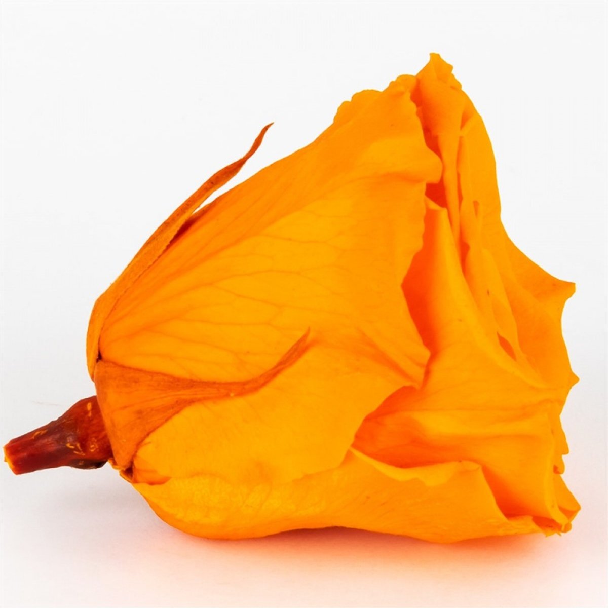 Rose & Amor - Solmayan Gül Turuncu