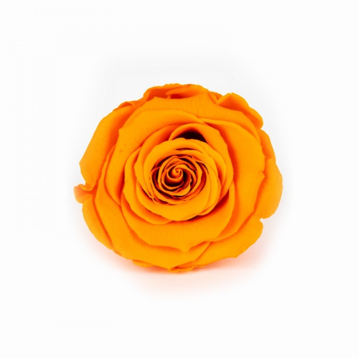 Rose & Amor - Solmayan Gül Turuncu