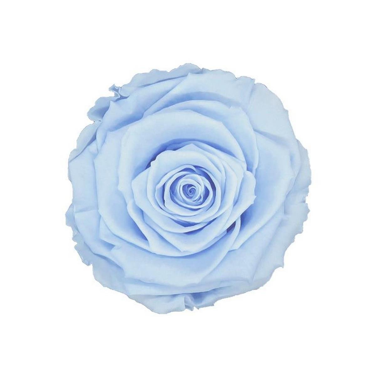 Rose & Amor - Solmayan Gül Açık Mavi