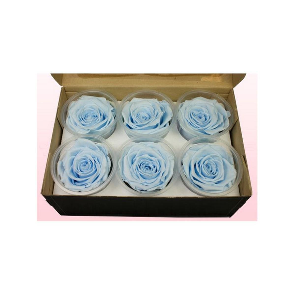 Rose & Amor - Solmayan Gül Açık Mavi