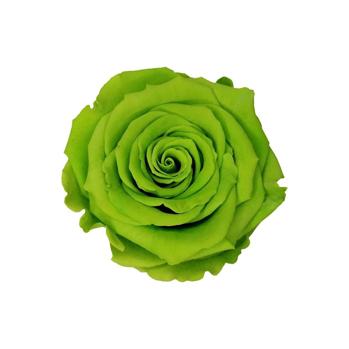 Rose & Amor - Solmayan Gül Açık Yeşil