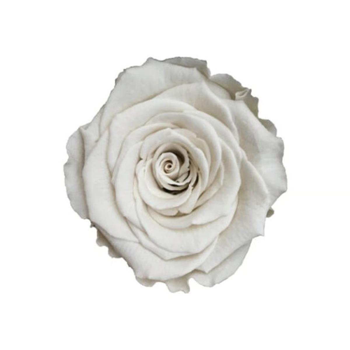 Rose & Amor - Solmayan Gül Beyaz