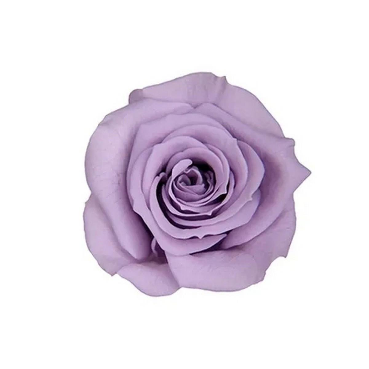 Rose & Amor - Solmayan Gül Lila