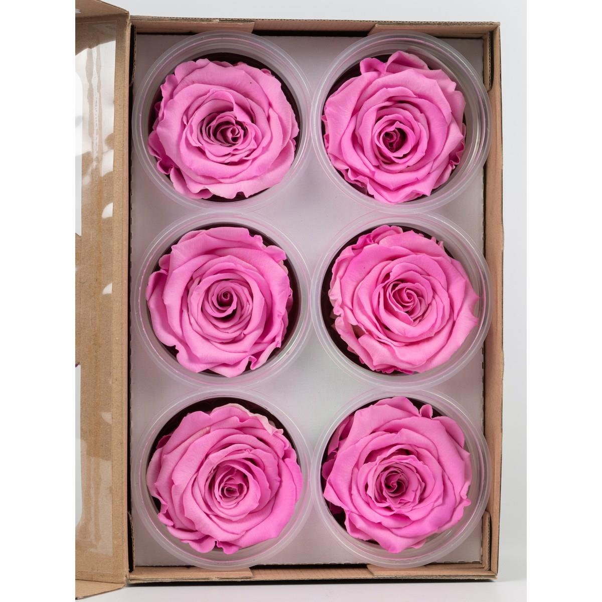 Rose & Amor - Solmayan Gül Pembe