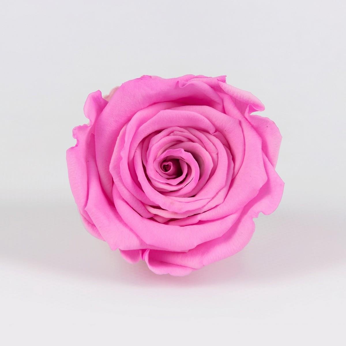 Rose & Amor - Solmayan Gül Pembe