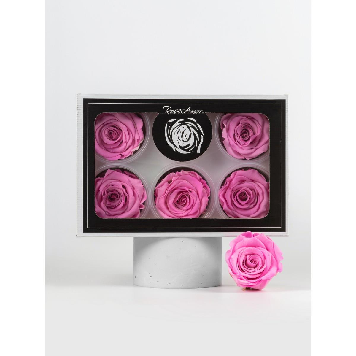 Rose & Amor - Solmayan Gül Pembe