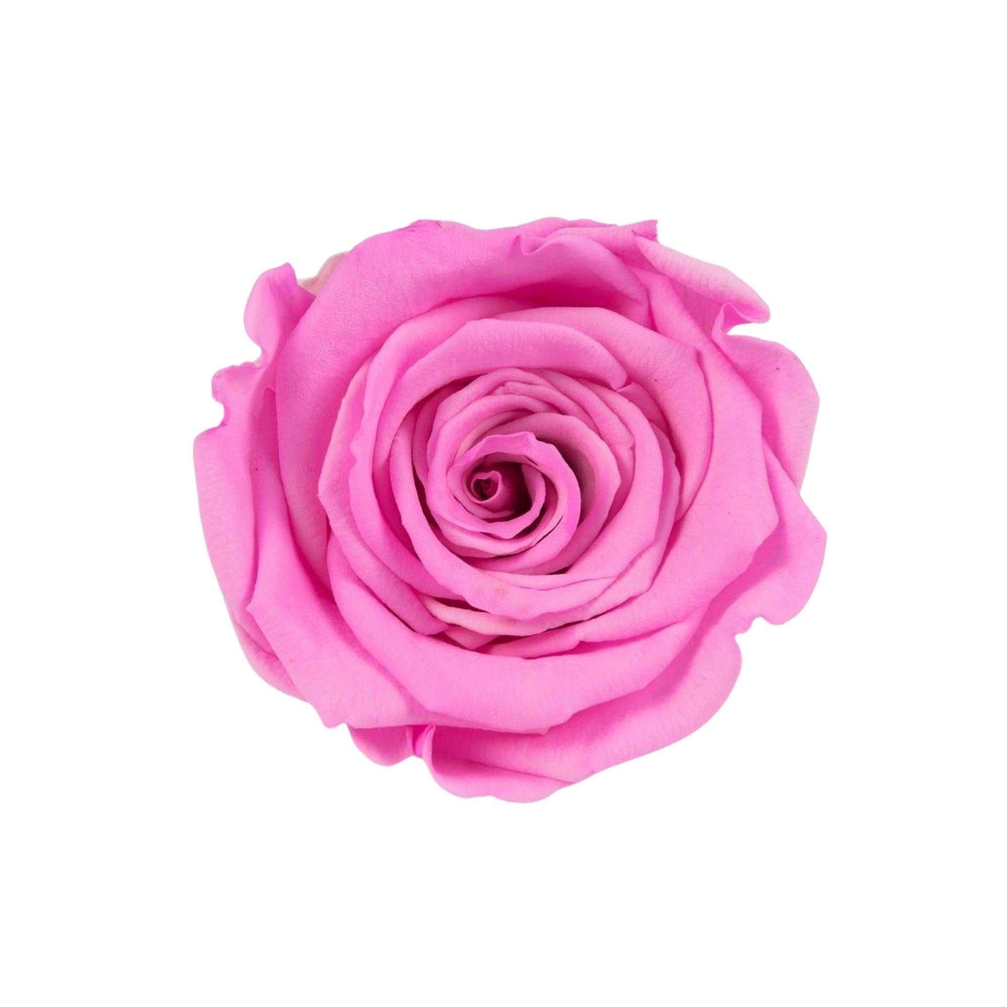 Rose & Amor - Solmayan Gül Pembe