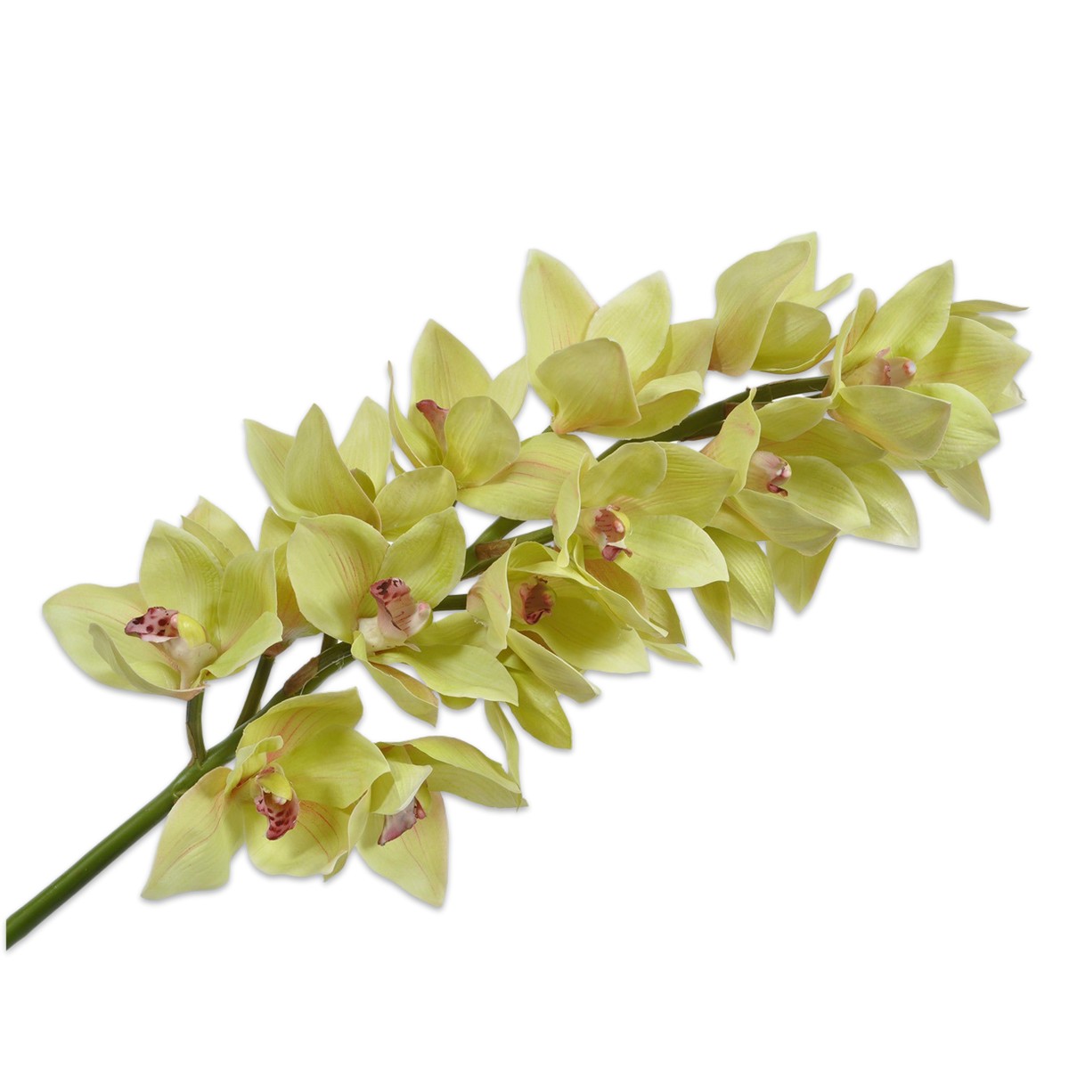 Silkka - Cymbidium Stem 105 Cm