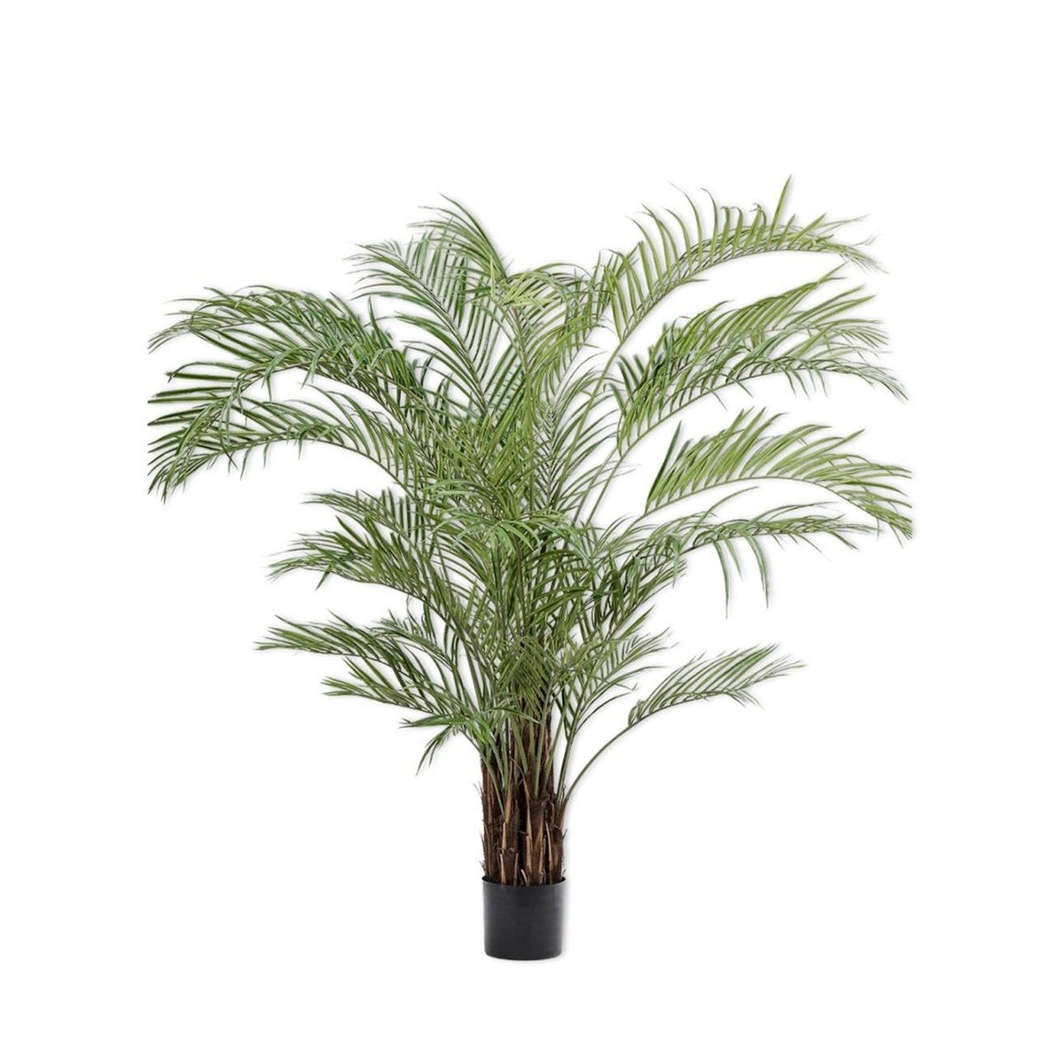 Silkka - Kentia Palm 230 Cm Ağaç