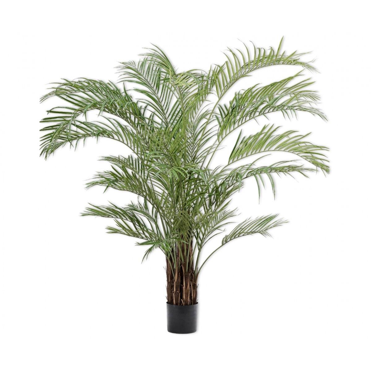 Silkka - Kentia Palm 230 Cm Ağaç