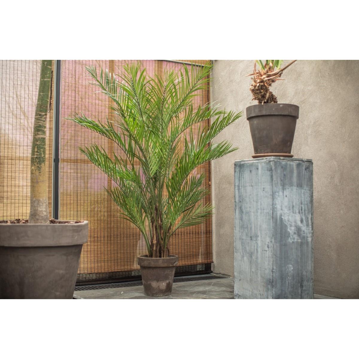 Silkka - Kentia Palm 230 Cm Ağaç