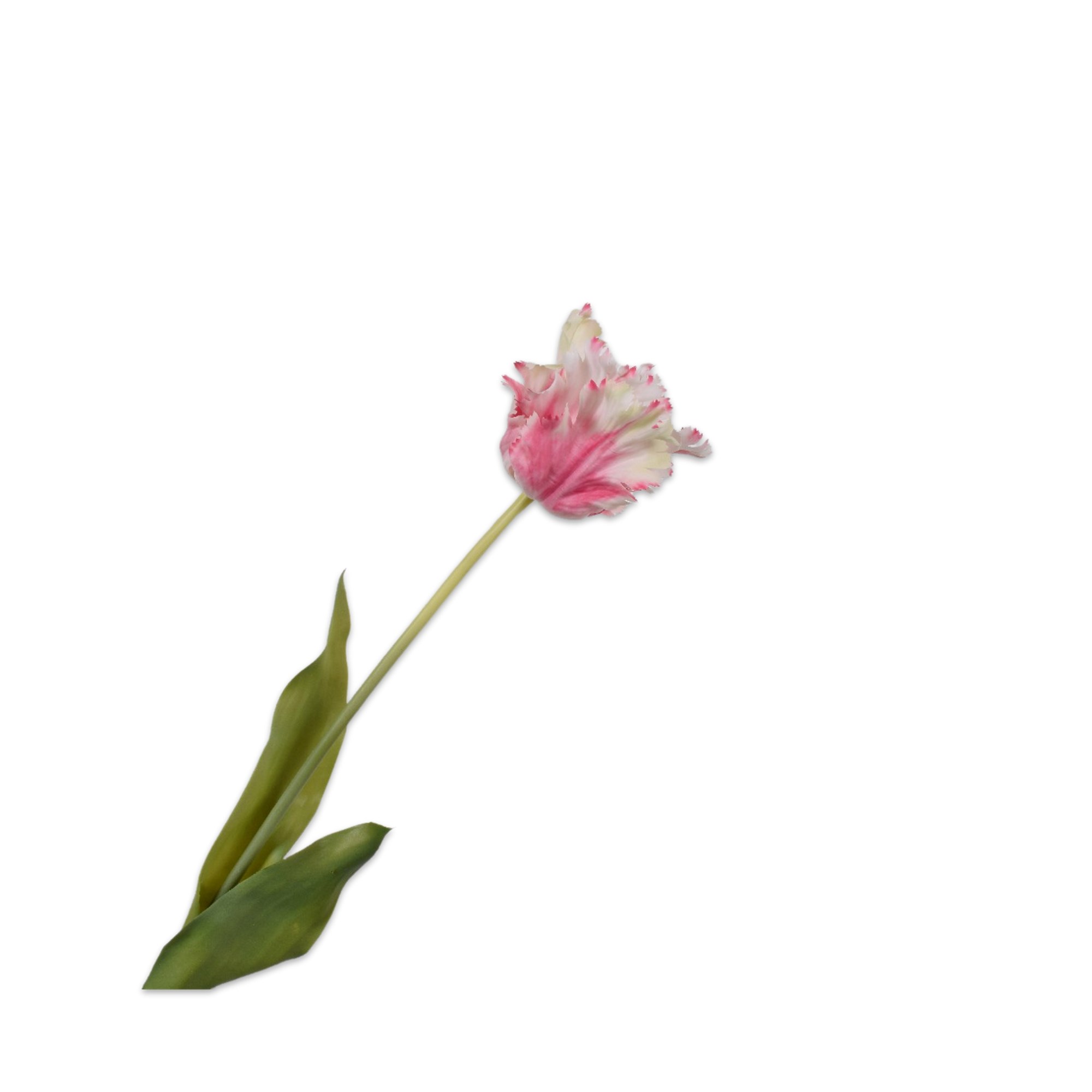 Silkka - Lale Pembe & Beyaz 71 Cm