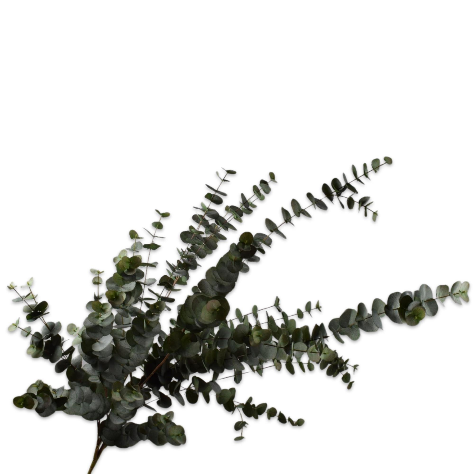 Silkka - Okaliptüs Yeşil Çoklu Demet 144 Cm