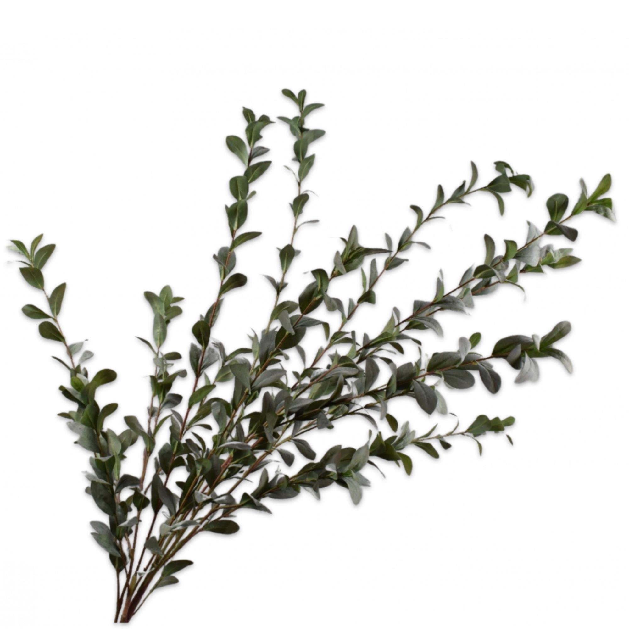 Silkka - Ruscus Yeşil Çoklu Demet 150 Cm