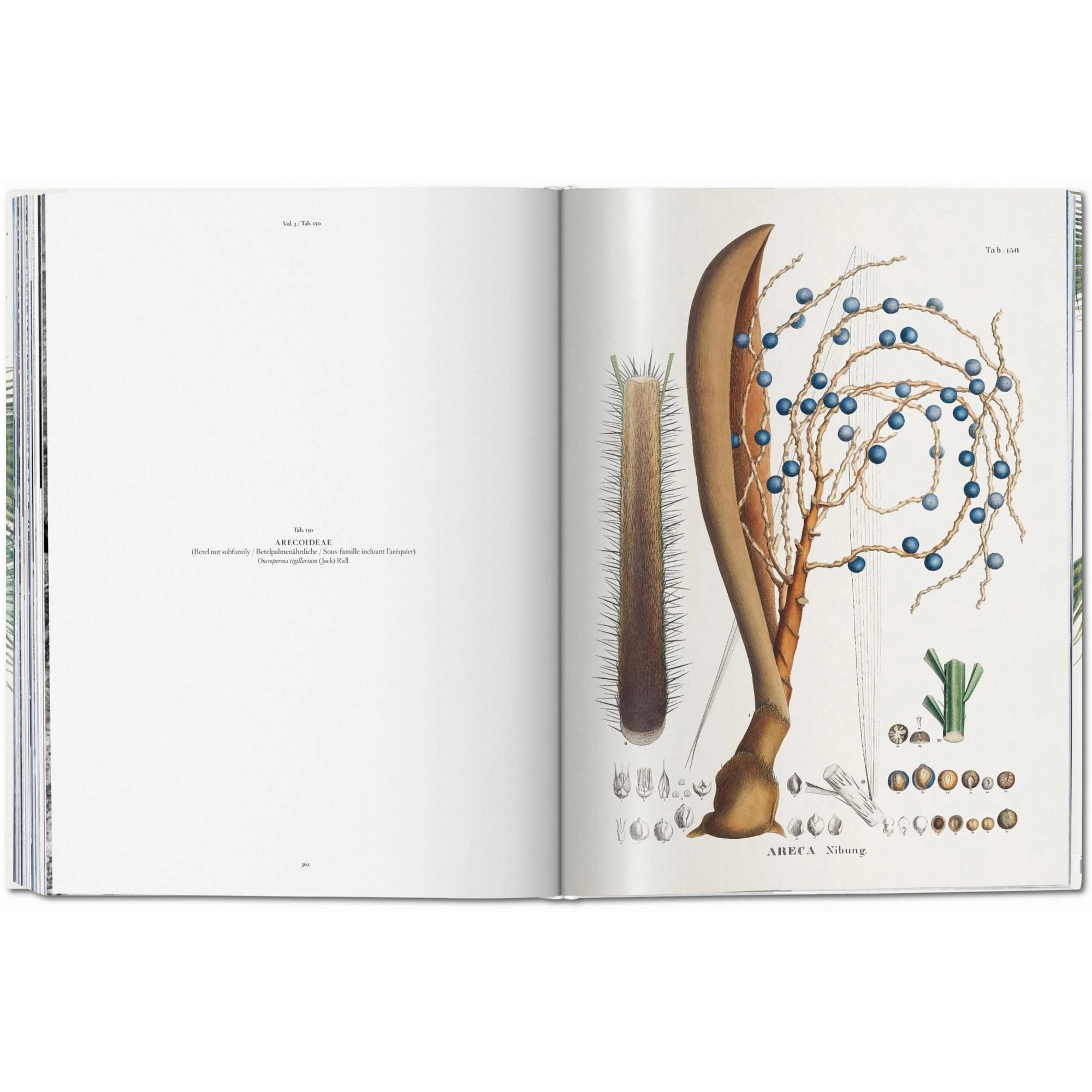 Taschen - Martius The Book Of Palms 