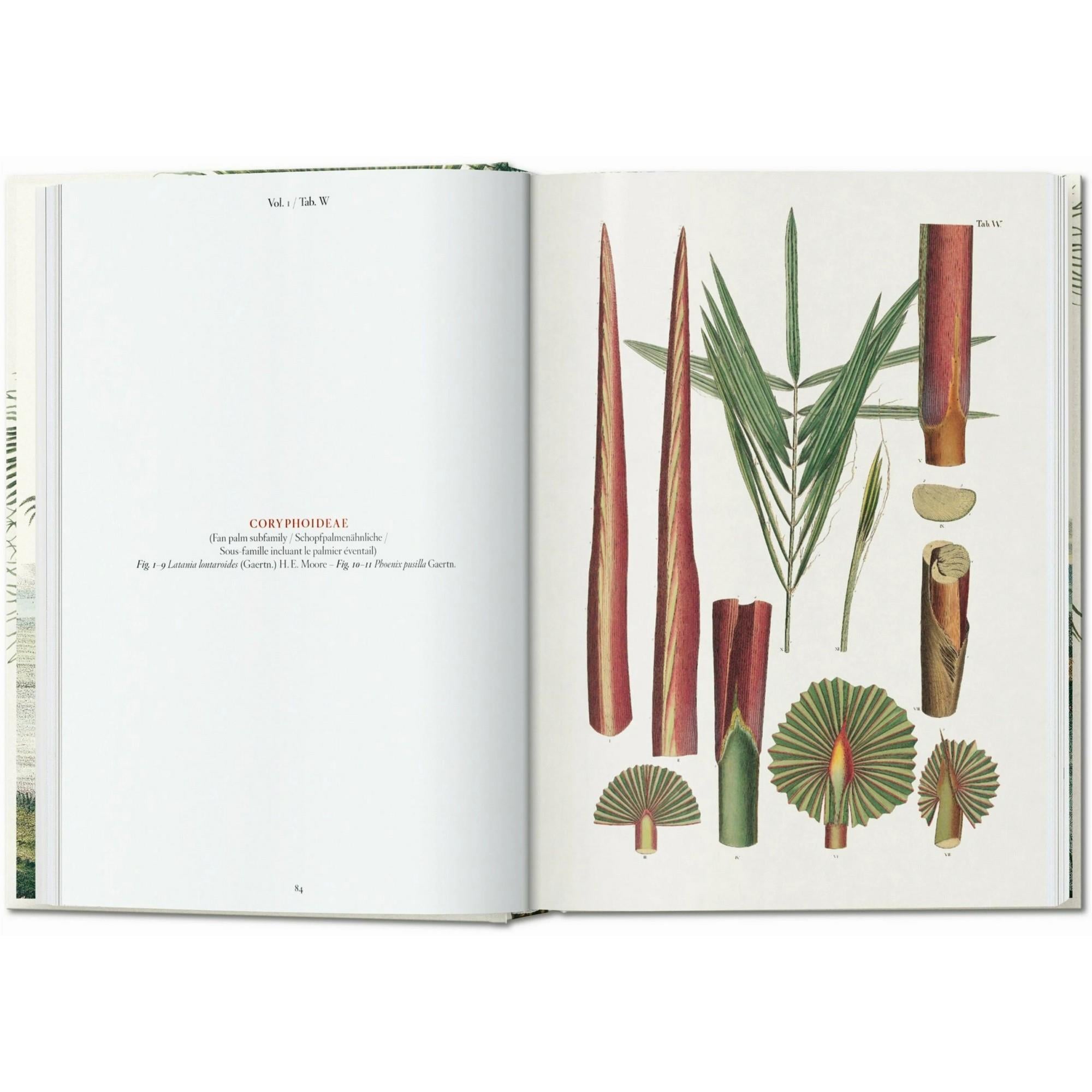 Taschen - Martius The Book Of Palms 45th Ed