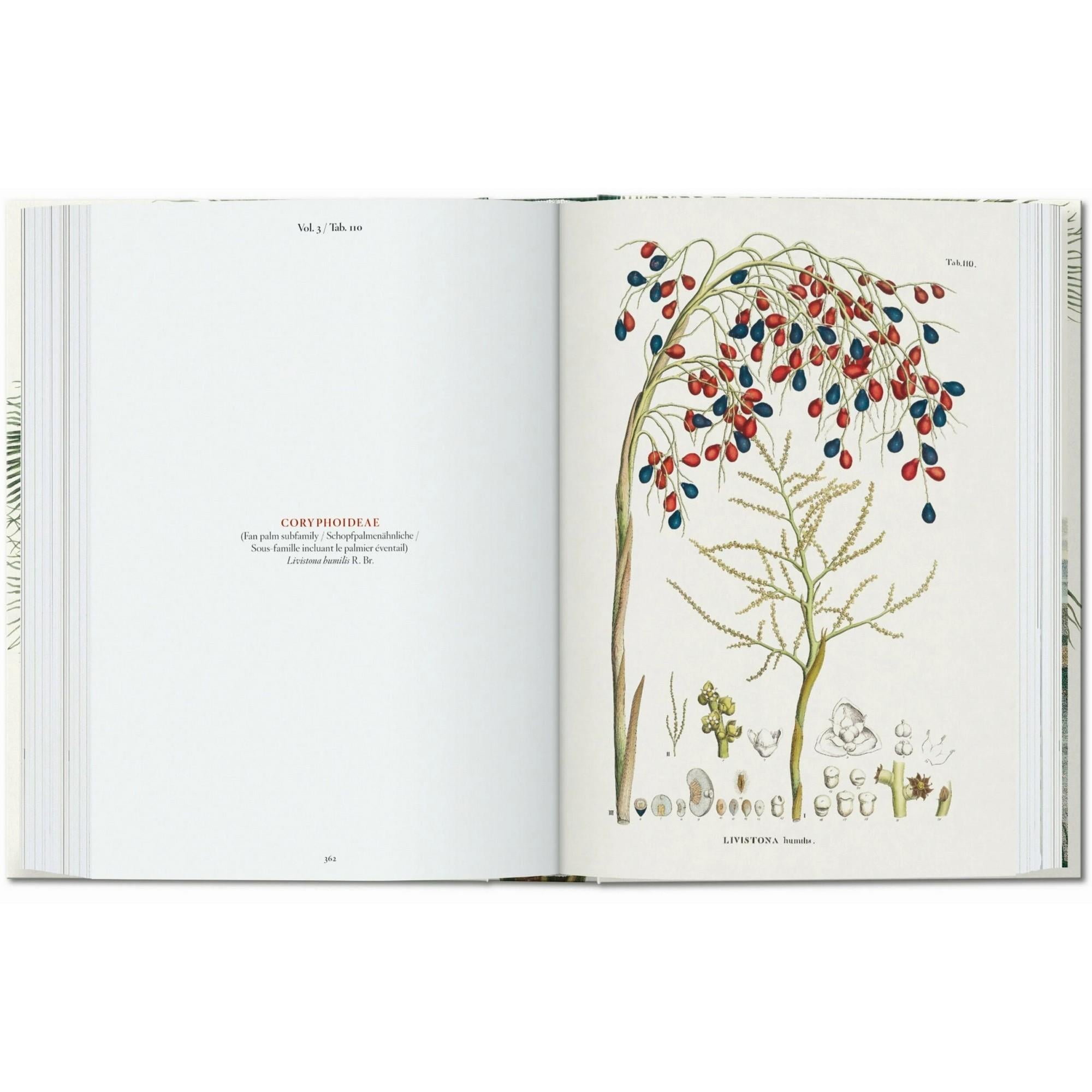 Taschen - Martius The Book Of Palms 45th Ed