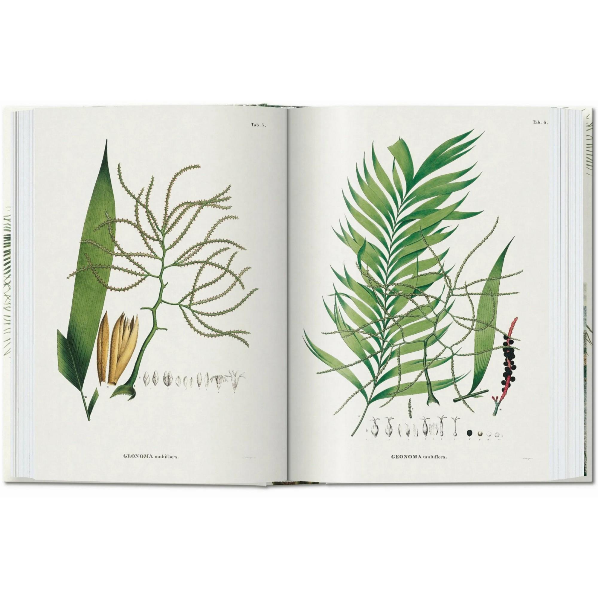 Taschen - Martius The Book Of Palms 45th Ed