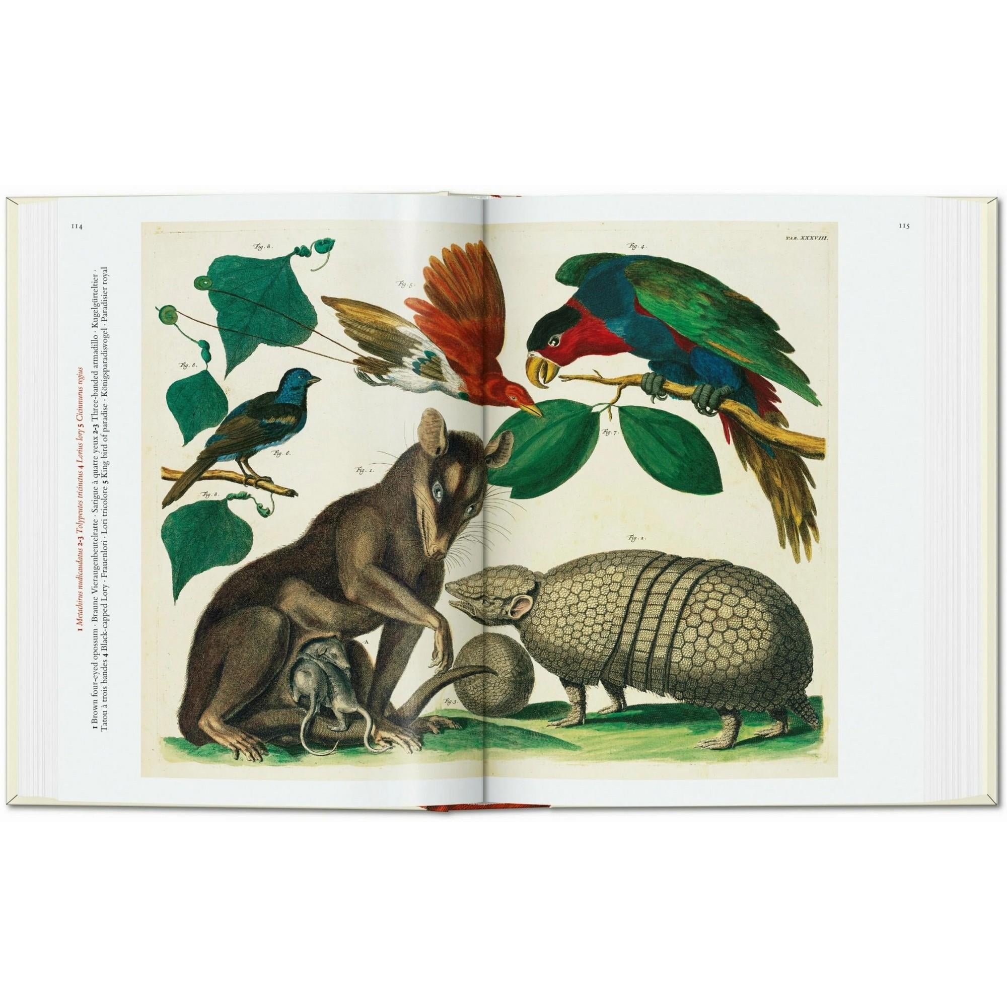 Taschen - Seba Cabinet Of Natural Curiosities 40th Ed