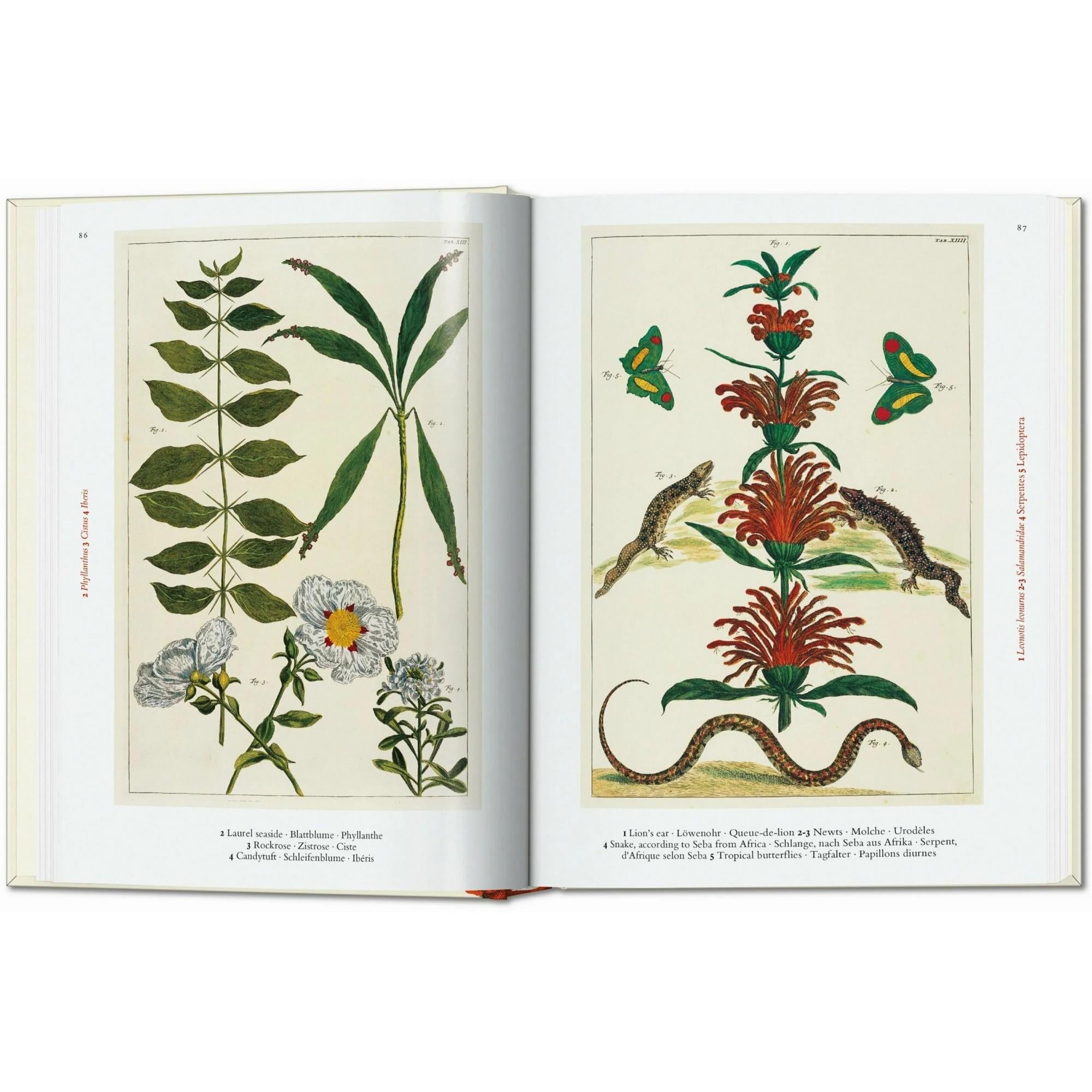 Taschen - Seba Cabinet Of Natural Curiosities 40th Ed