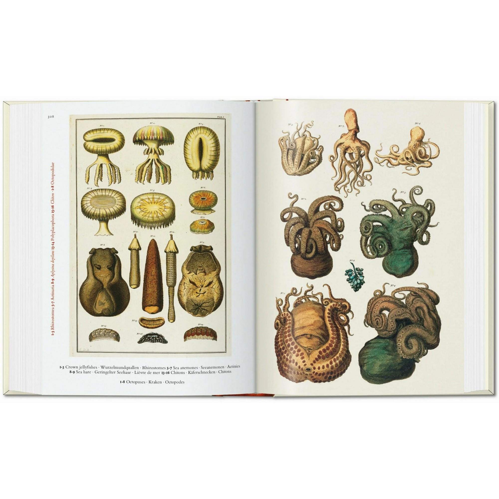 Taschen - Seba Cabinet Of Natural Curiosities 40th Ed