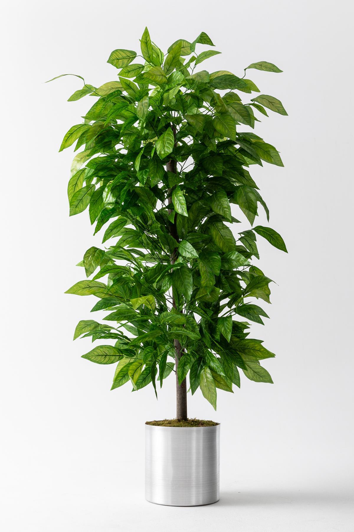 Yapay Ceviz Ağacı 200 Cm (Saksısız)