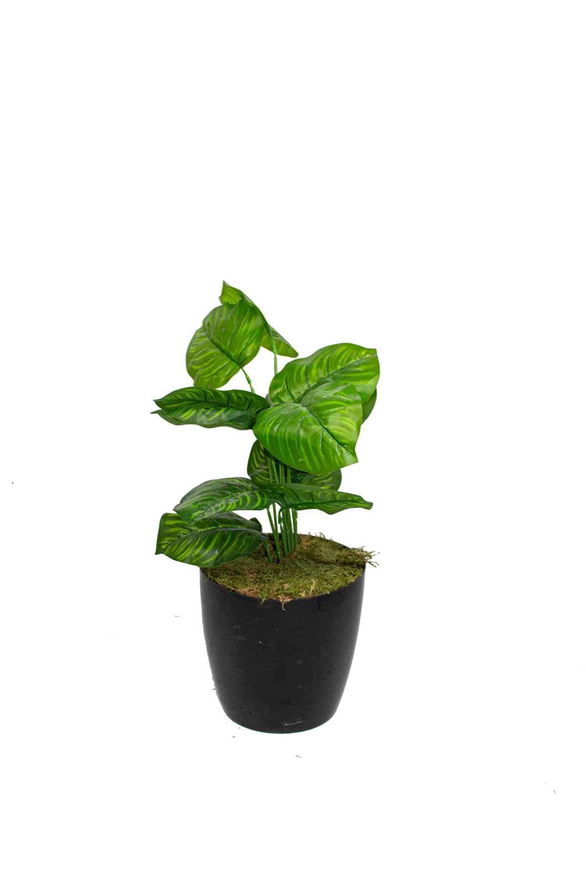 Yapay Çiçek Deve Tabanı 55 Cm