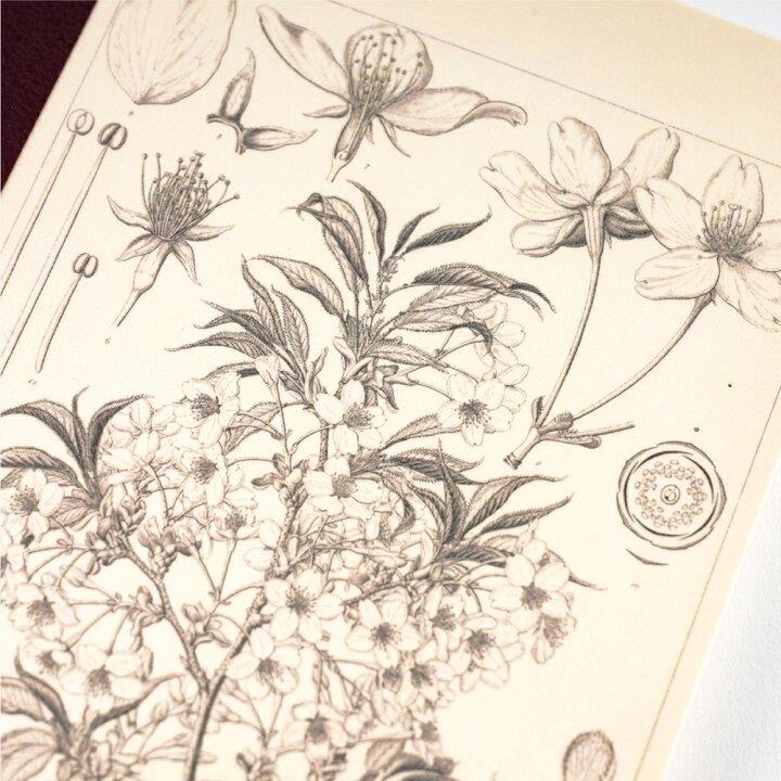 Hobonichi Kareli Defter - A6, Tomitaro Makino: Yamazakura