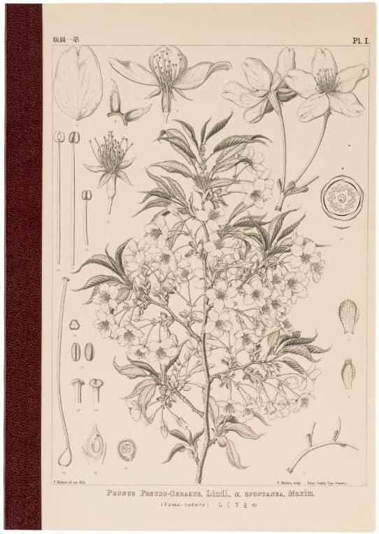 Hobonich Techo Yamazakura by Tomitaro Makino Kareli A5 Defter