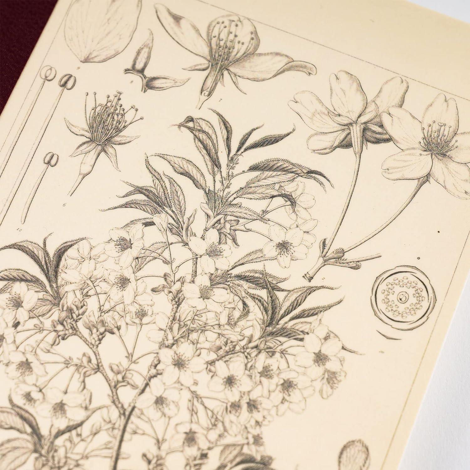 Hobonich Techo Yamazakura by Tomitaro Makino Kareli A5 Defter