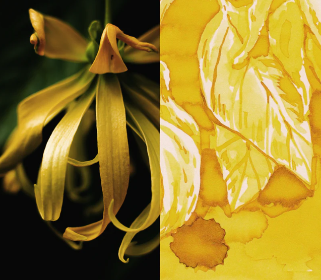 Dominant Industry Scented Şişe Mürekkep Ylang Ylang