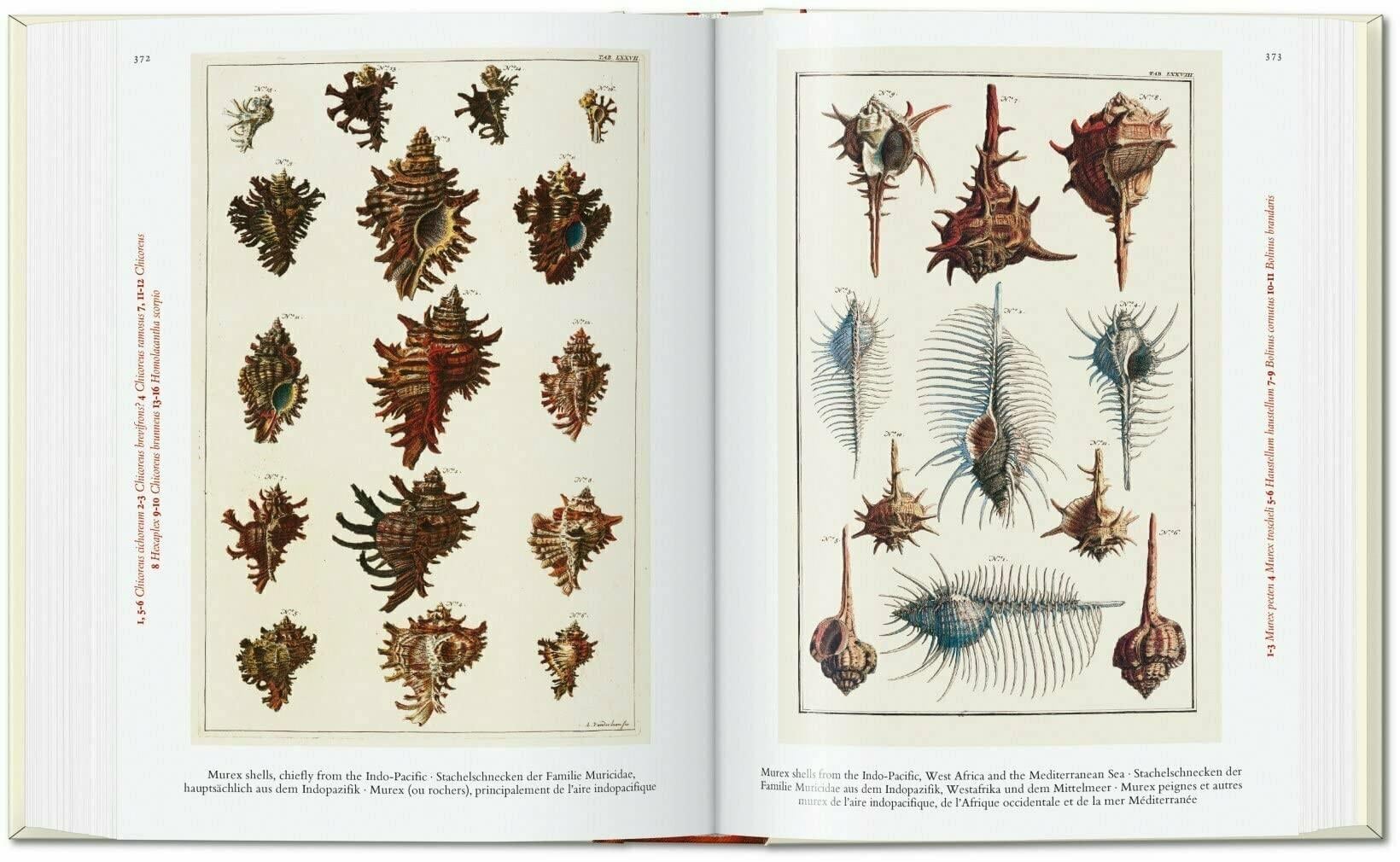 Taschen Seba. Cabinet of Natural Curiosities. 40th Ed.