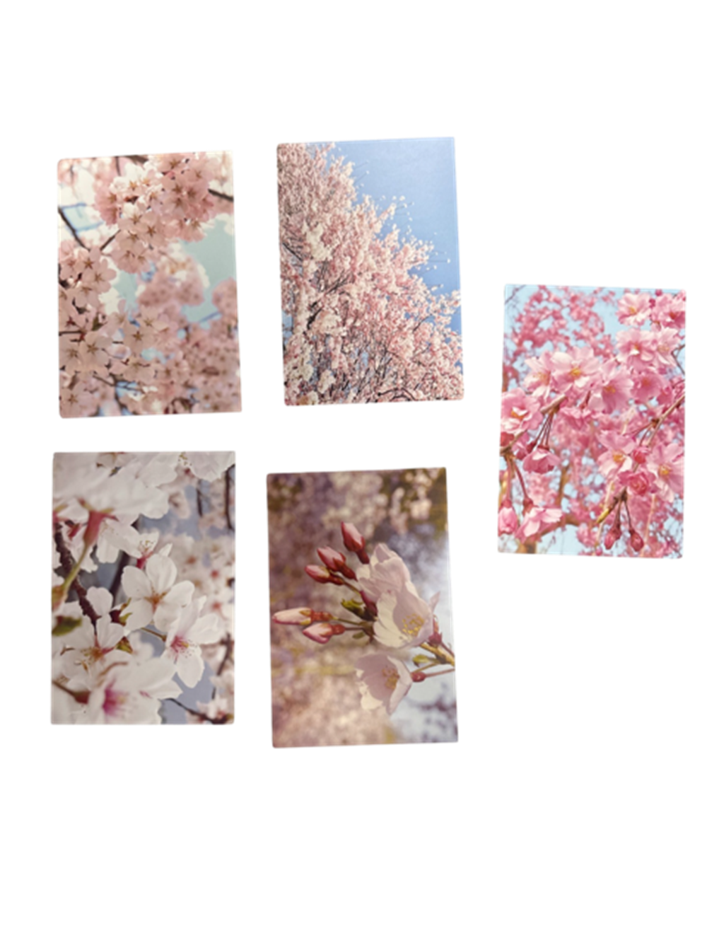 Sakura Meguri Kartpostal Seti