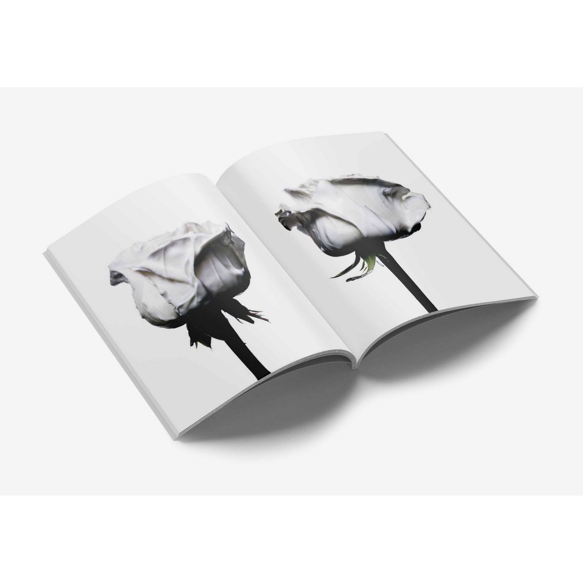 Steidl - Mocafico Numero Kitap