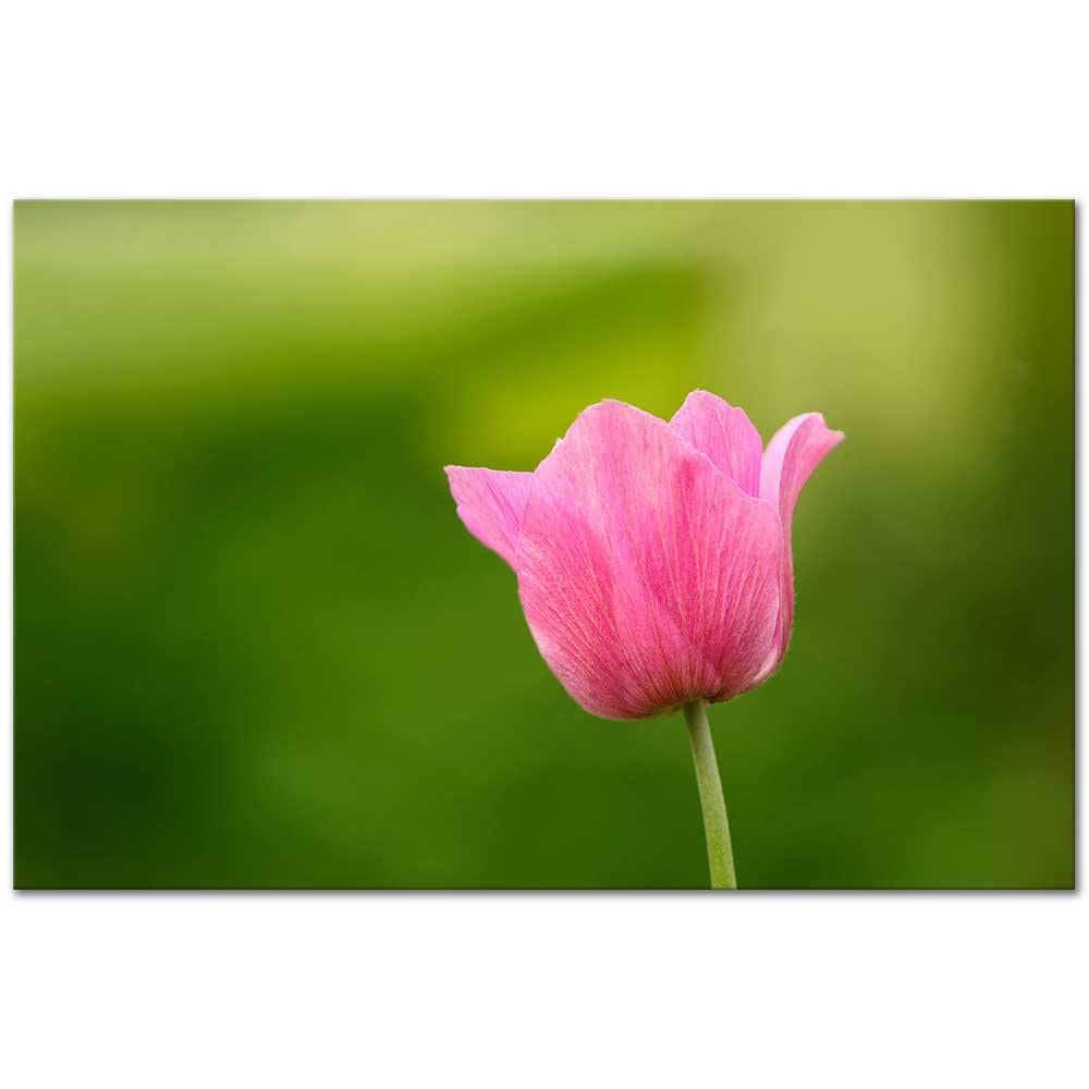 A Pink Tulip as Art Print
