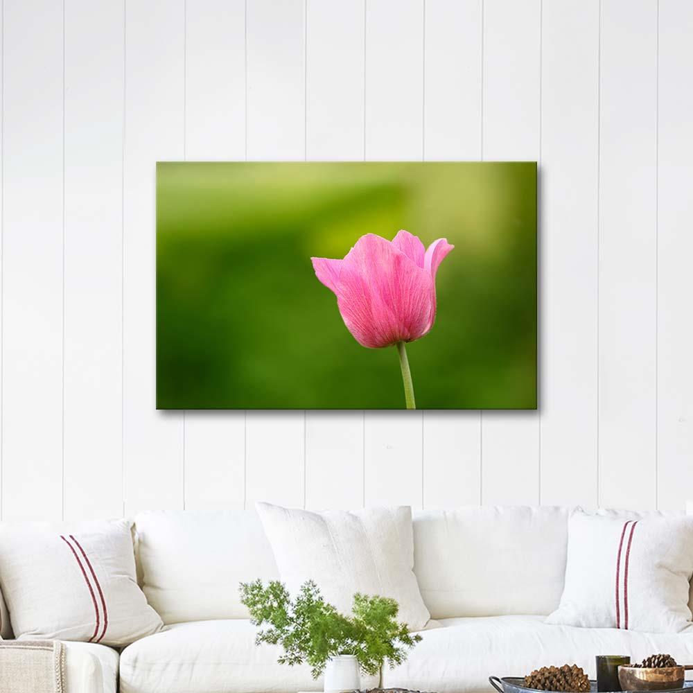 A Pink Tulip as Art Print