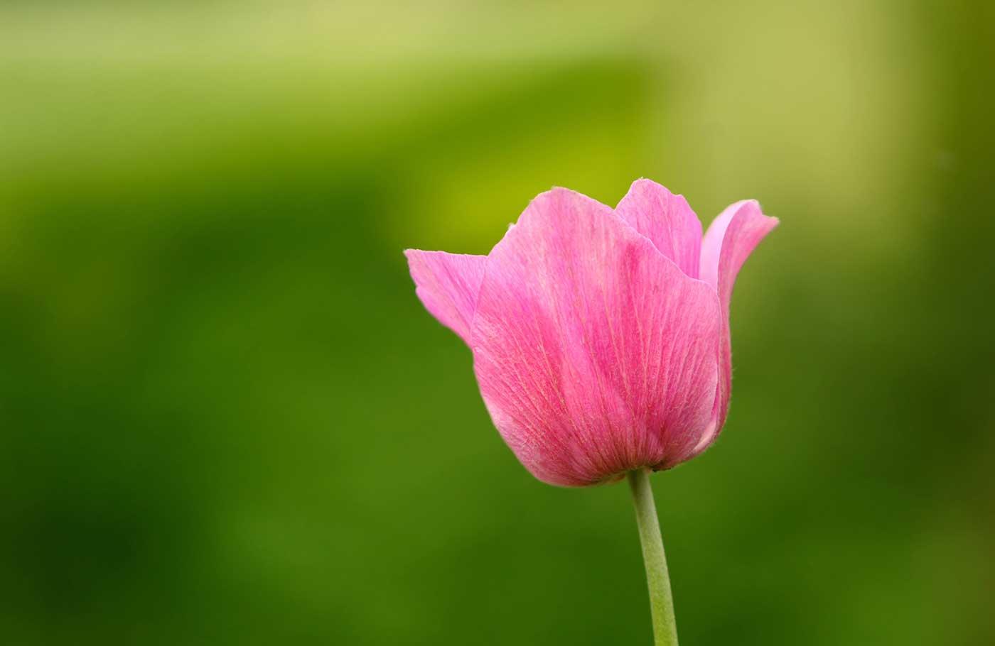 A Pink Tulip