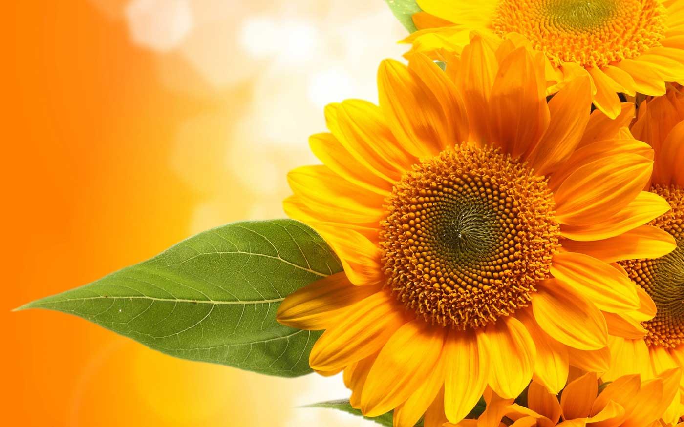 A Sunflower