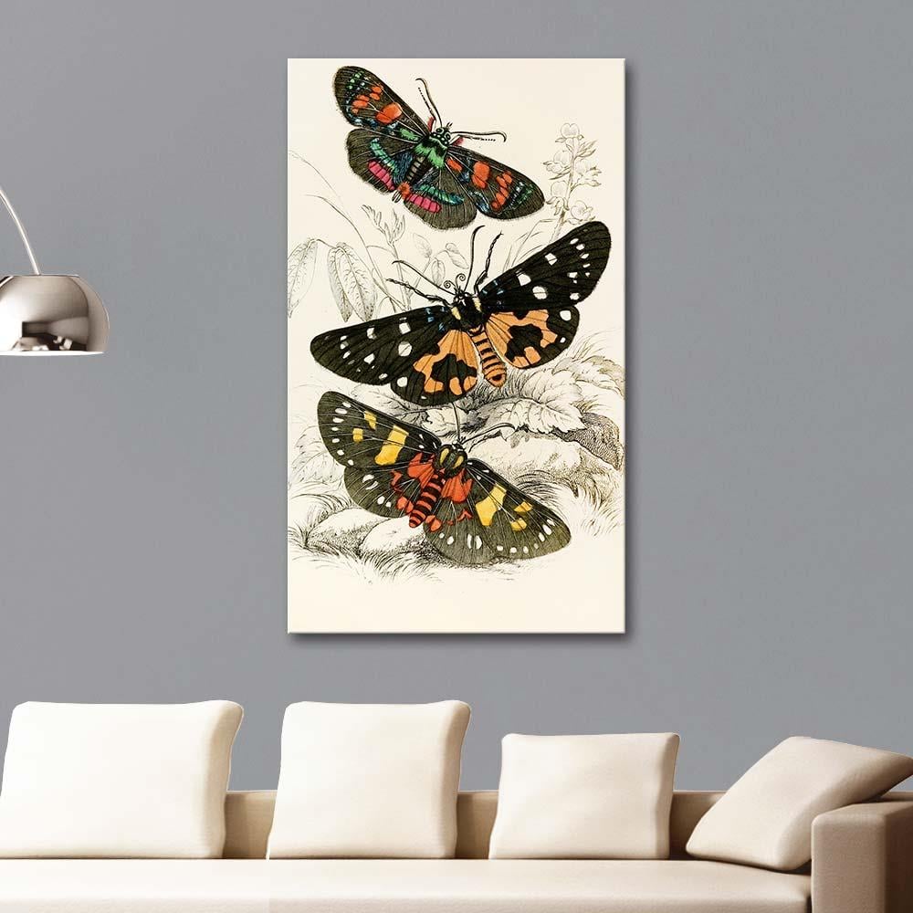 James Duncan Agarista picta ve Eusemia lectrix Kelebekleri Kanvas Tablo