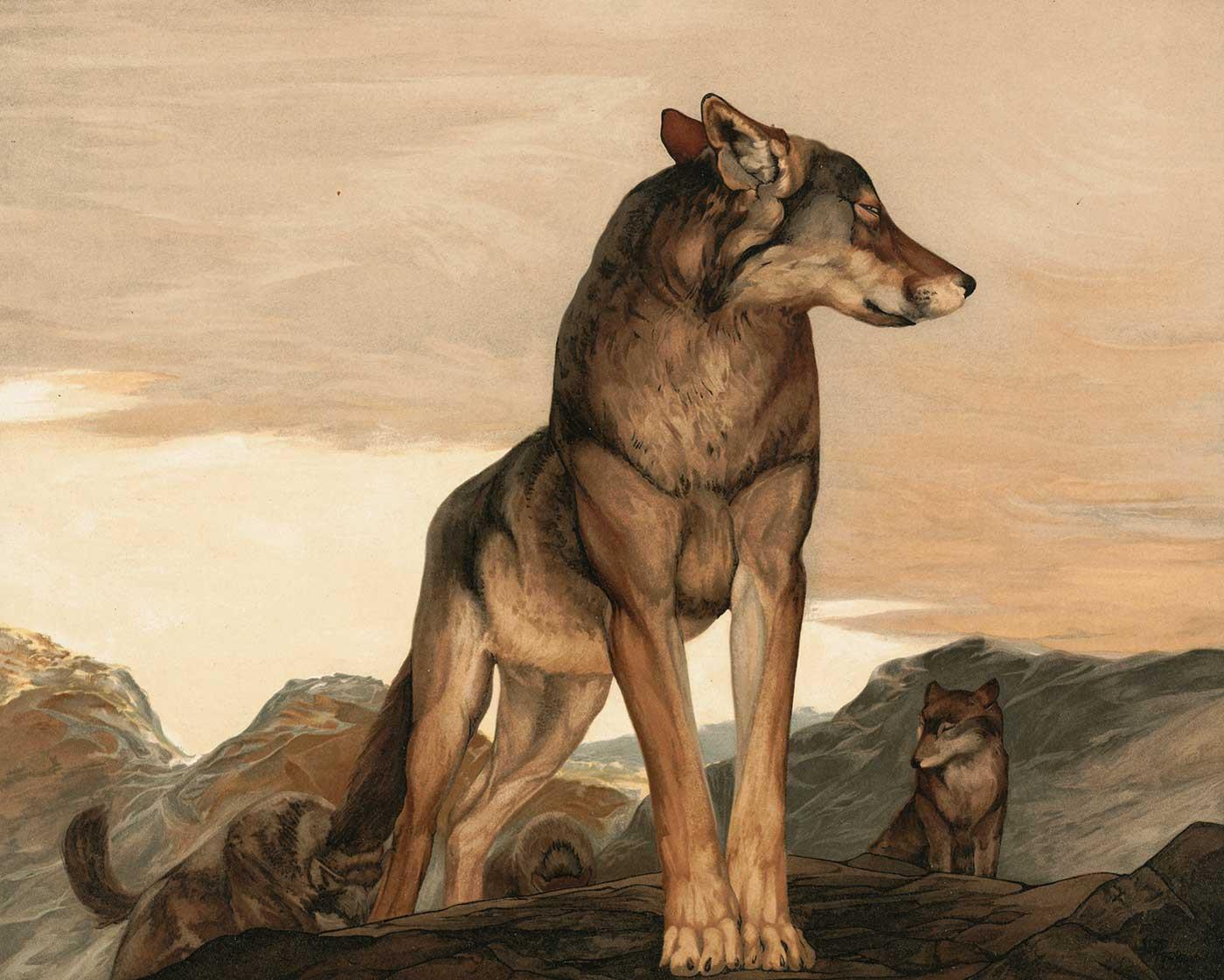 Akela The Lone Wolf by Charles Maurice Detmold